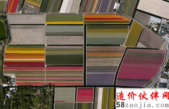 荷兰利瑟的郁金香花田