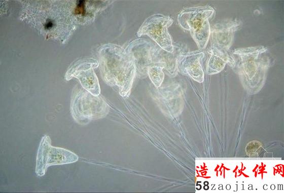 污水处理常见微生物
