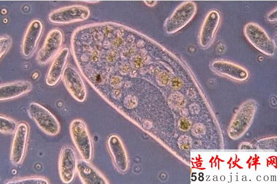 污水处理常见微生物照片