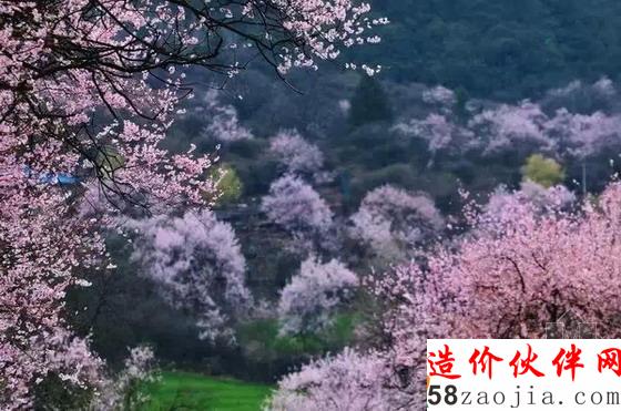 西藏林芝“桃花沟”