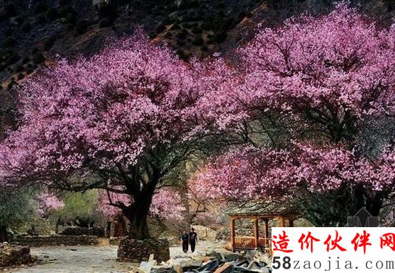 西藏林芝“桃花沟”
