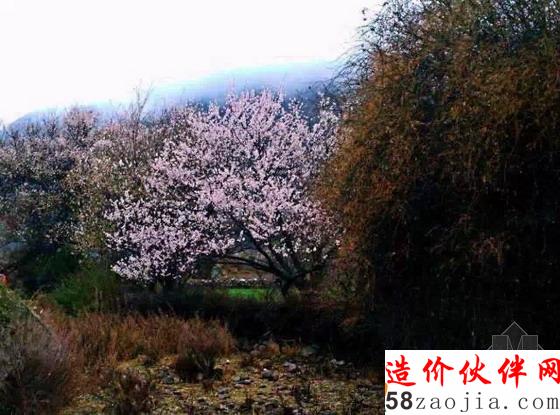 西藏林芝“桃花沟”
