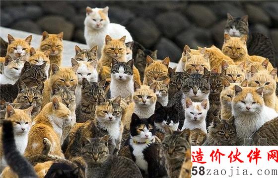 青岛是日本的一个偏远岛屿,喵星人比人还多六倍