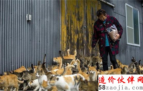 青岛是日本的一个偏远岛屿,喵星人比人还多六倍