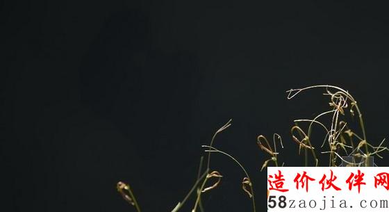 湖北天坑里的“动植物王国”