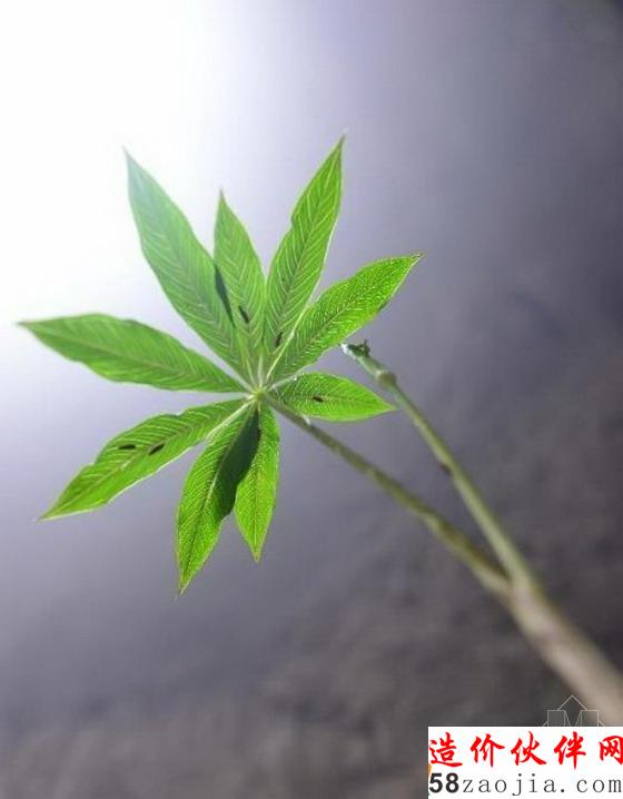 湖北天坑里的“动植物王国”