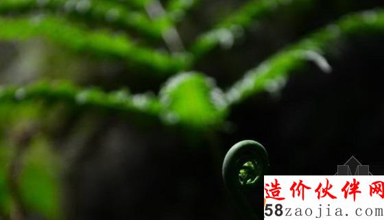 湖北天坑里的“动植物王国”