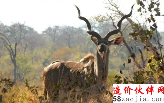 准备好心跳加速了吗?在“野兽”肚子里住一晚