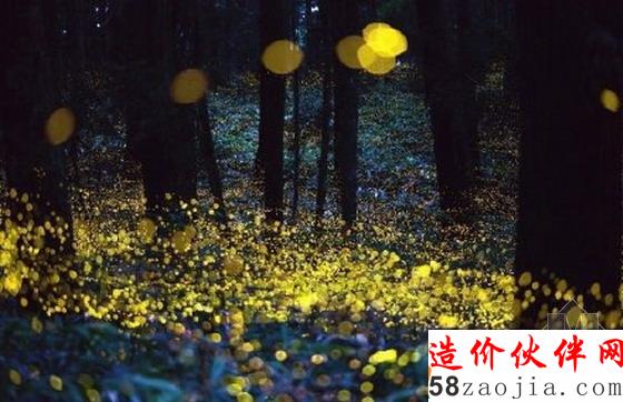 上海萤火虫公园