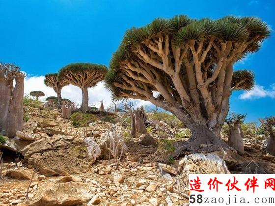 也门的索科特拉岛