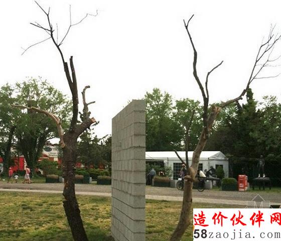 平衡关系中的两棵树