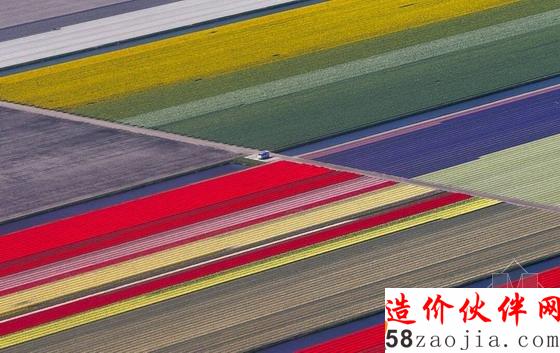 航拍荷兰郁金香花田