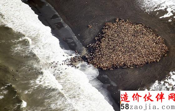 3.5万只海象在阿拉斯加海滩