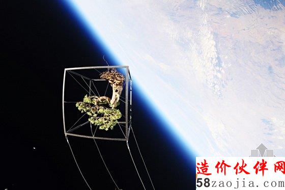 美国达拉斯艺术馆一棵盆栽的10年“游历”