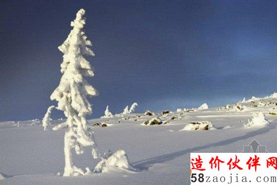 世界上最古老的树:9500岁冰河时期云杉