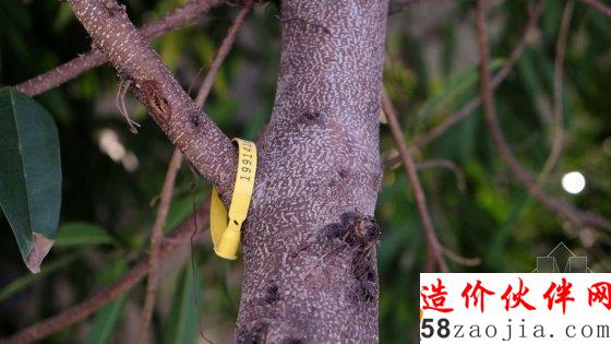 天津开了一家种了树的苹果店旗舰店