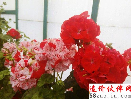 每年只开放三周 神秘的皇家花园