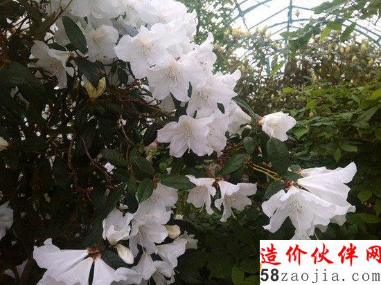 每年只开放三周 神秘的皇家花园