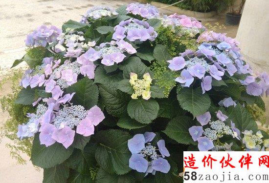 每年只开放三周 神秘的皇家花园