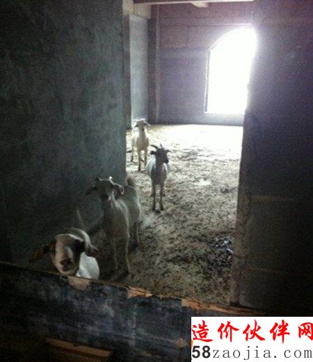 其中,部分酒店房间成了羊圈,有人将数十只羊圈养在楼内,白天定时将羊群赶出就地吃草,吃完再赶回楼内。