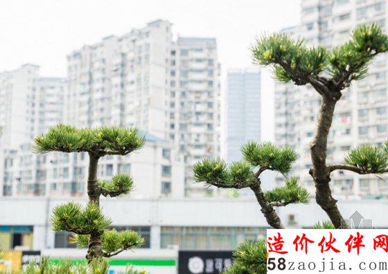 7旬老人8年打造700平米“空中花园”