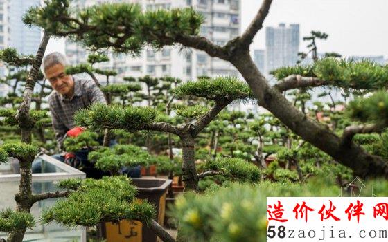 7旬老人8年打造700平米“空中花园”
