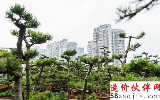 7旬老人8年打造700平米“空中花园”