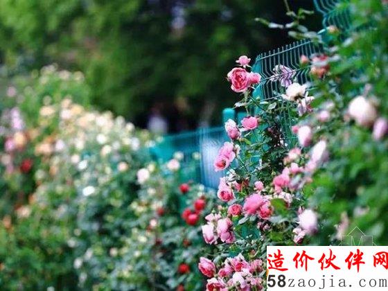 姑娘们不远千里,跑来看他的花园