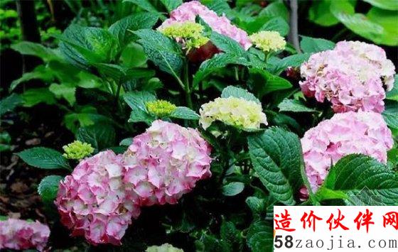 姑娘们不远千里,跑来看他的花园