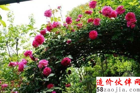 姑娘们不远千里,跑来看他的花园