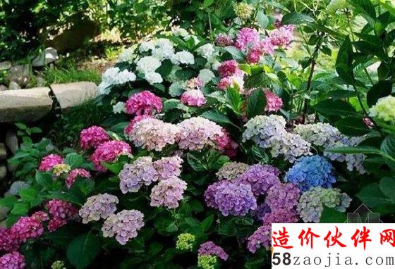 姑娘们不远千里,跑来看他的花园