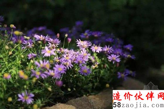 姑娘们不远千里,跑来看他的花园