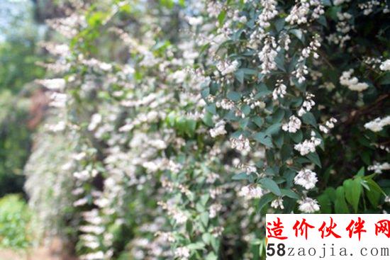 “爱情隧道”花都开好了,520要约么~