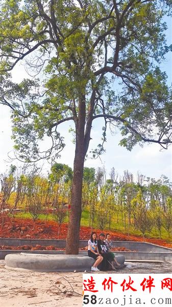 香樟树成一生爱情纪念 湿地公园规划主动让路