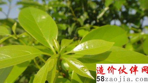 香樟树成一生爱情纪念 湿地公园规划主动让路