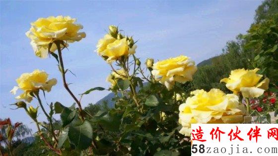 5月花讯,四大植物园邀您来赏花