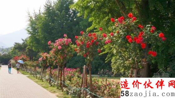 5月花讯,四大植物园邀您来赏花