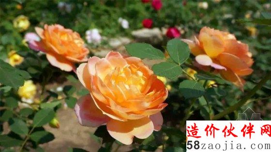 5月花讯,四大植物园邀您来赏花