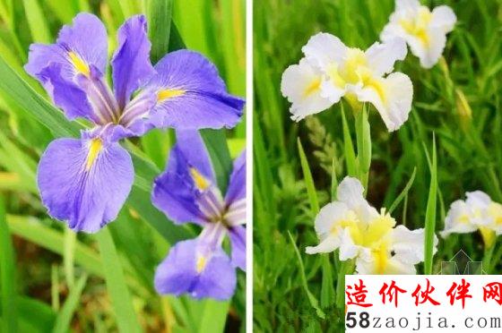 5月花讯,四大植物园邀您来赏花