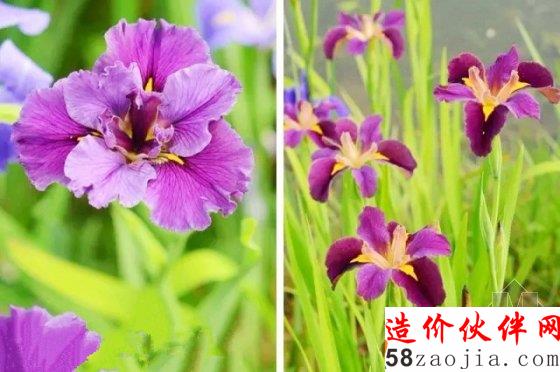 5月花讯,四大植物园邀您来赏花