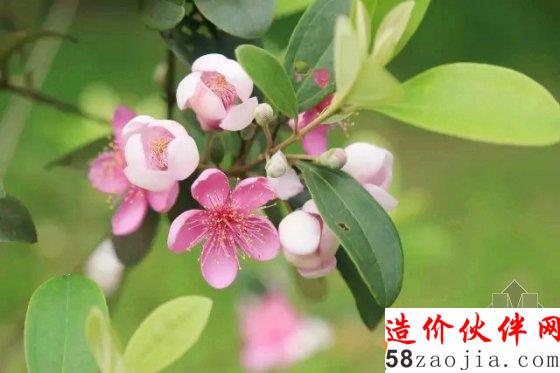 5月花讯,四大植物园邀您来赏花