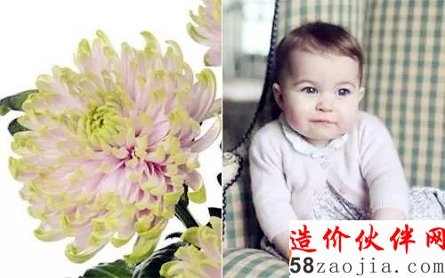 英国切尔西花展正当红 夏洛特公主菊展出