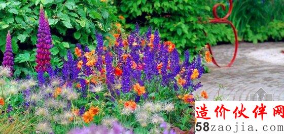 英国切尔西花展正当红 夏洛特公主菊展出