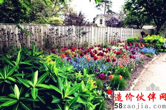 英国切尔西花展正当红 夏洛特公主菊展出