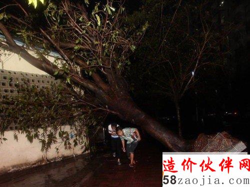 图为三亚市区的大树被连根拔起