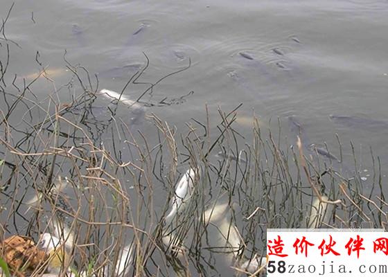 通惠河河水过热致鱼大量死亡 河道臭味弥漫_副本.jpg