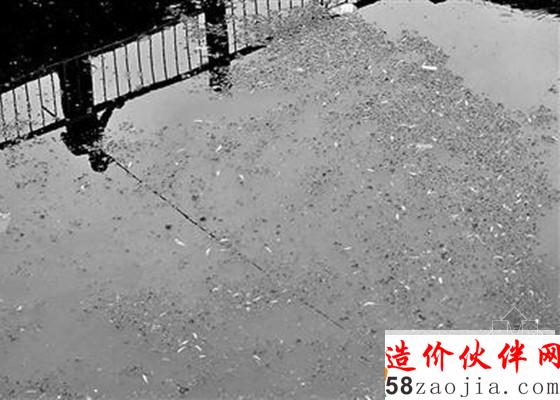 通惠河河水过热大量鱼苗死亡_副本.jpg