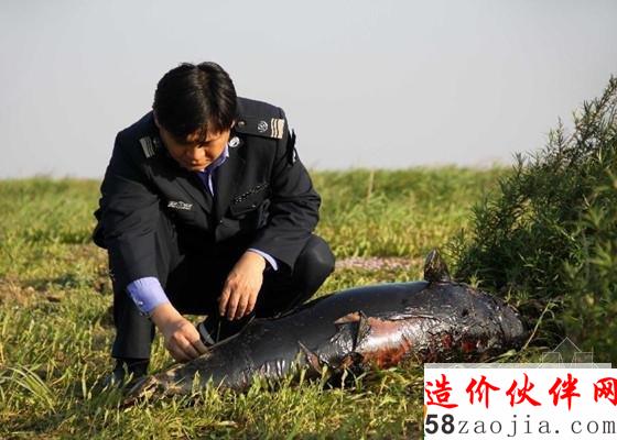 一长江江豚搁浅死亡-长江江豚_副本.jpg