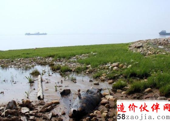 鄱阳湖频现江豚死亡_副本.jpg