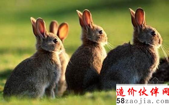 兔子_副本.jpg